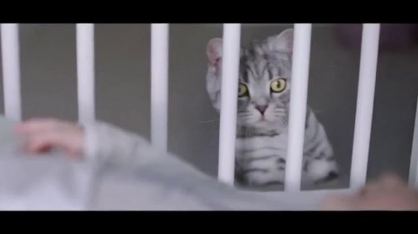 Реклама Whiskas | Вискас - "Любопытство"