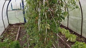Чехол для теплицы последний год.Пришли холода, убираю теплицу.Наводим порядок. #всесамисвоимируками