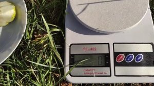 Груша Бере Боск. Врожай 2021