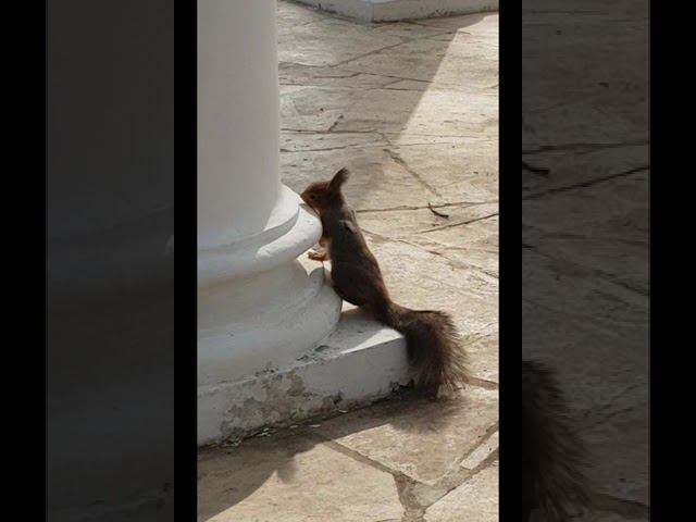 #белки #живаяприрода #спорт #весна смотреть онлайн