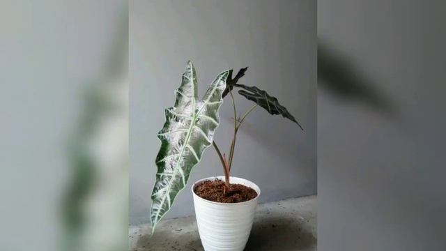 Alocasia Amazonica смотреть онлайн