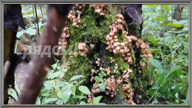 Доброе утро, друзья! смотреть онлайн