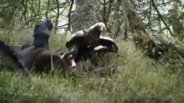 В лесу не должно быть драк
