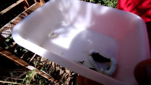 Samia ricini Freilandzucht auf Ligustrum ovalifolium смотреть онлайн