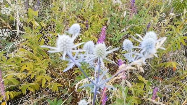 ?Чертополох полезные свойства? смотреть онлайн