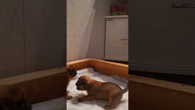щенки Пти-брабансон/petit brabanson puppies смотреть онлайн