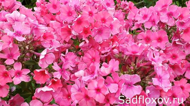 Флокс Камилла моей селекции смотреть онлайн