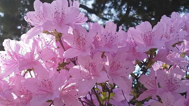 Вы удивитесь, что сегодня делает свеча и соль под порогом. Эзотерика для тебя смотреть онлайн