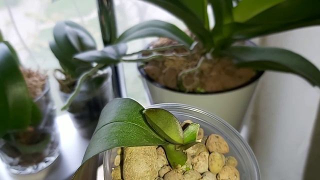 Как ОРХИДЕИ растут без меня, приехала полить и порадоваться новыми цветоносами смотреть онлайн