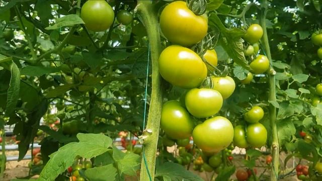 Обалденный красный цвет томата SVR 8544 F1 (27-05-2018) смотреть онлайн