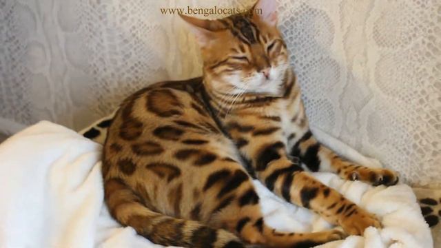 Бенгальский котенок (6 мес.) - Magic Miracle Jaguar Jangle