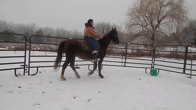 Liz- 21 year old intermediate english riding saddlebred $900 adoption fee смотреть онлайн