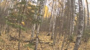 Охота с лайками.