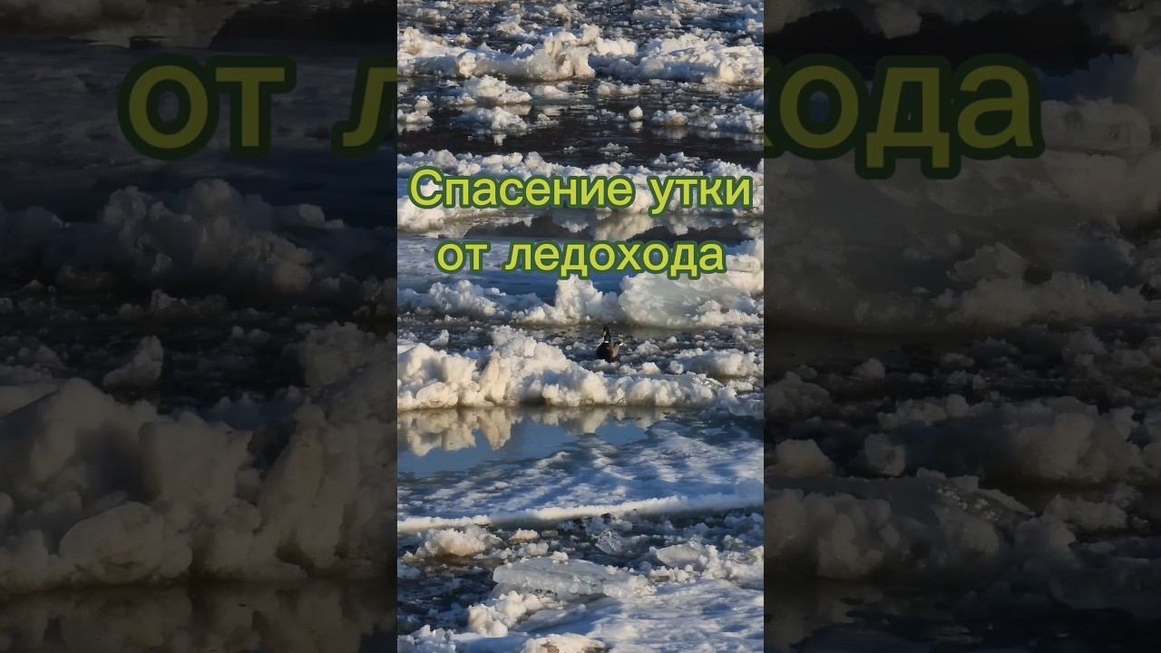 Утка застряла между льдинами, но не улетает! Почему? #лёд смотреть онлайн
