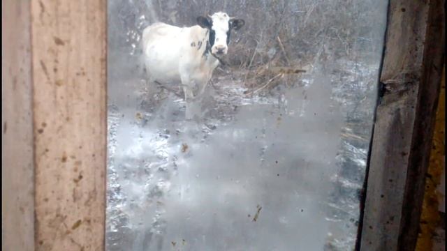 очередная прогулка для коров//как коровы заходят в стойла смотреть онлайн