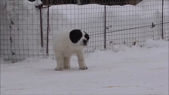 Белый с черными пятнами и крапом смотреть онлайн
