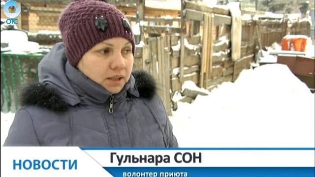 Кусачие правила аренды территории. Почему животные из приюта могут вновь оказаться на улице? смотреть онлайн