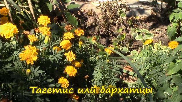 Осень, октябрьский денёк в моём саду! Сад в цвету! смотреть онлайн