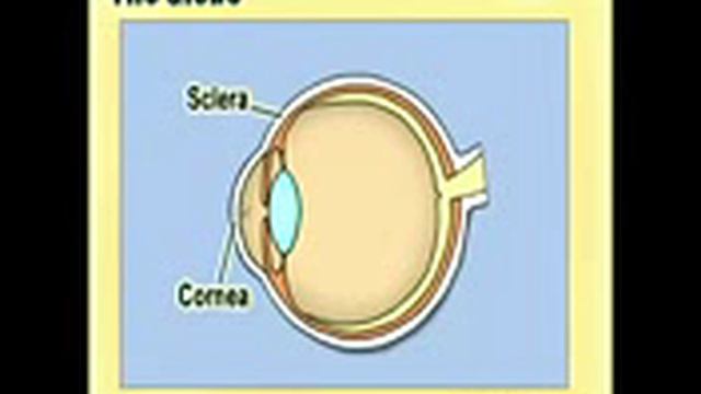 OPTHALMOLOGY ANATOMY AND PHYSIOLOGY OF THE EYE смотреть онлайн