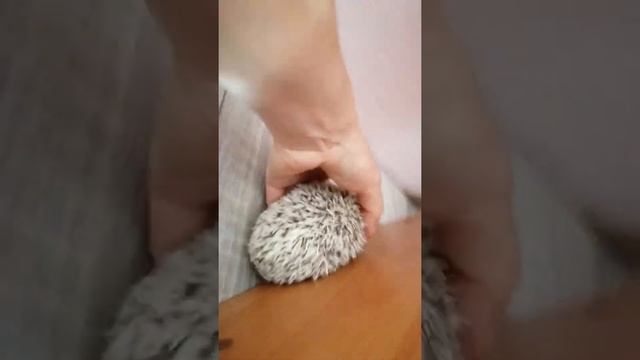 ИГРАЕМ С ЁЖИКОМ! НАША ФИОНА смотреть онлайн