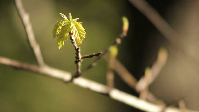 Quercus Robur - El Verdadero Roble смотреть онлайн