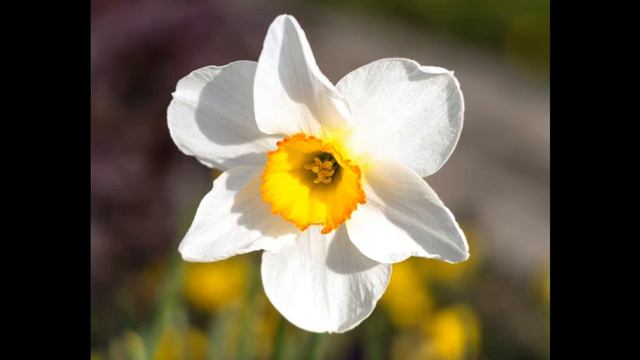 Anna Sakse - Narcise "Pasakas par ziediem" смотреть онлайн