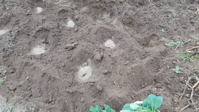 ??Сажаю капусту только так. Положите это в лунку... Обязательно!!! смотреть онлайн