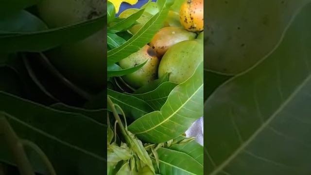 THE HEALTH benefits of Mongo leaves смотреть онлайн