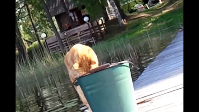 Fanny cat,Cat videos Garfield, Прикол с котом,Гарфилд, смотреть онлайн
