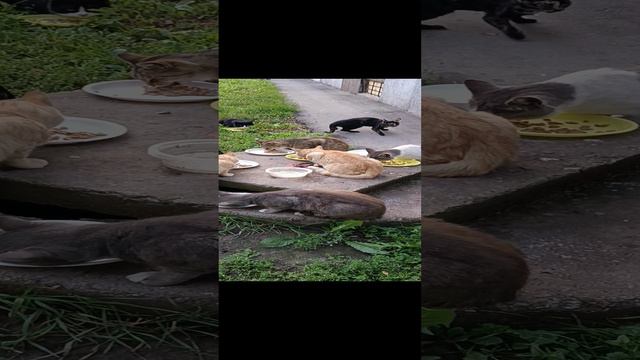 Наша мама пришла.... смотреть онлайн