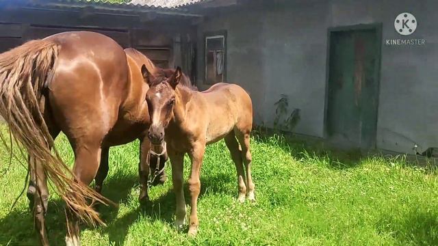 Уборка сена и простэ сильськэ лоша. смотреть онлайн