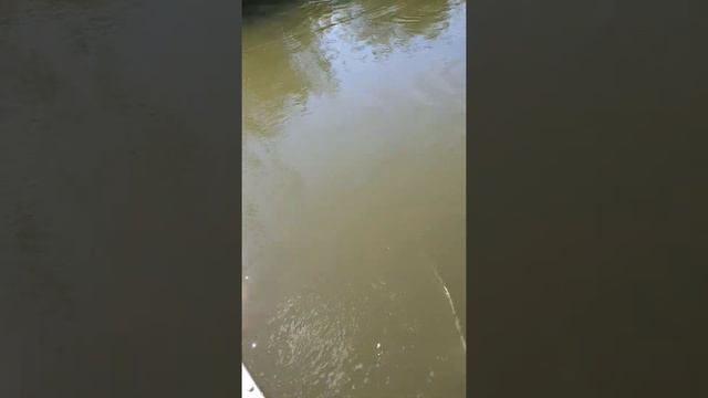 Летний эксперимент на зимнюю мормышку от дяди Толи 🐟 🧔 смотреть онлайн