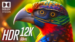 Идеально Черный Цвет 12K HDR 60fps   Dolby Vision