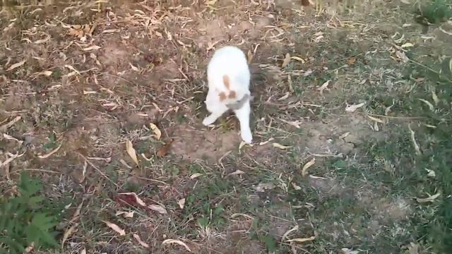 Кошка поймала мышь смотреть онлайн