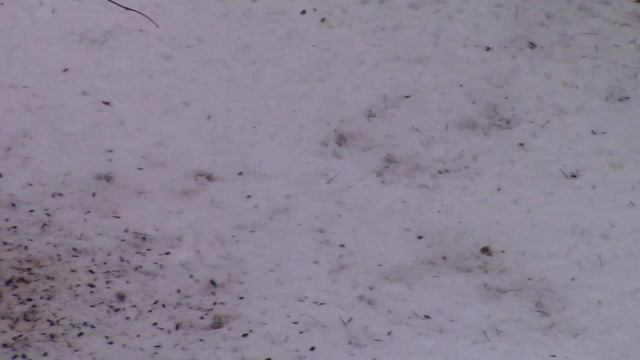 С наступающим Старым Новым годом! смотреть онлайн