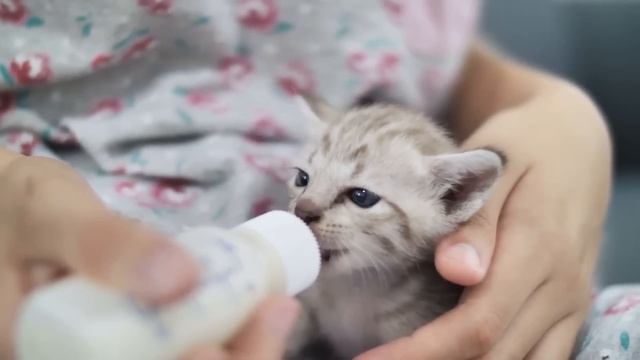 11 Fun Facts About Kittens смотреть онлайн