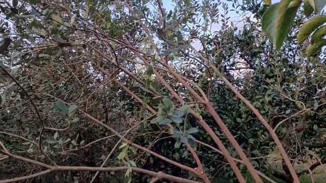 Дом в Грузии. Часть 17. Фейхоа в нашем саду смотреть онлайн