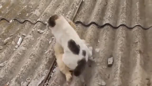 Cats . Кошки. Кошачьи разборки 2. Бой котов.Cat fight смотреть онлайн