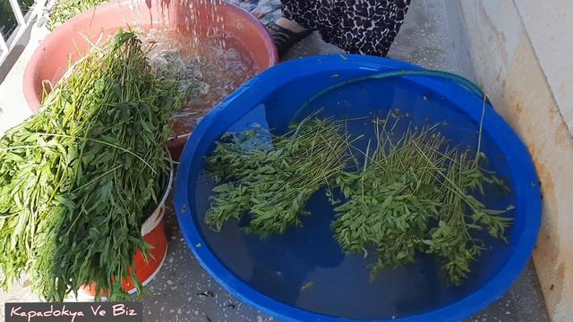 Bağevimizden Nane biçimi ve kurutması смотреть онлайн