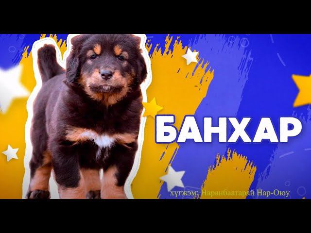 Банхар / Мүнгэн хонхонууд смотреть онлайн