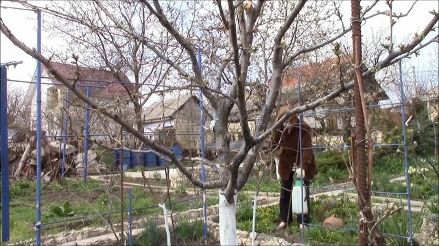 Опрыскивание весной бордоской жидкостью деревьев, кустарников .