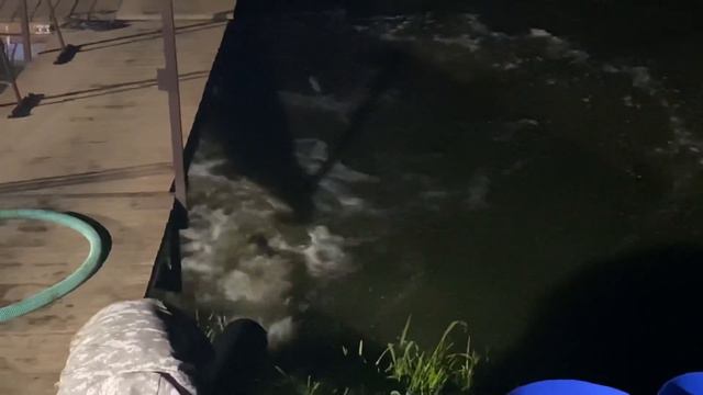 Зарыбление общего водоема!!! Суммарный вес запуска 1700кг!!! смотреть онлайн