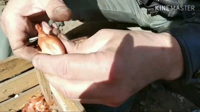Разделяем лук ( кушевка ) перед посадкой. Лук, кущевка, сосулька, бананка!!! смотреть онлайн