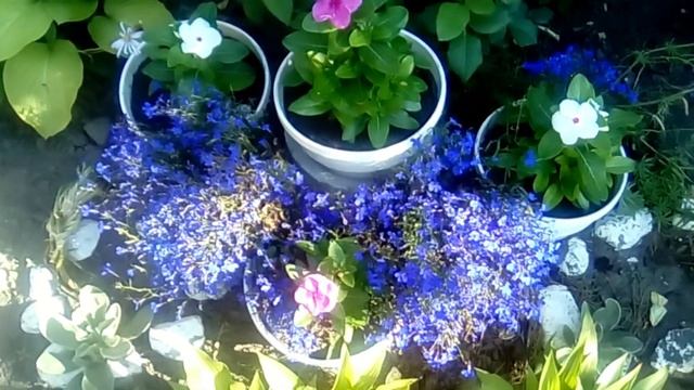 Катарунтус и Лобелия. смотреть онлайн