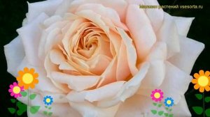 Роза спрей Барбадос. Краткий обзор, описание характеристик, где купить саженцы Barbados