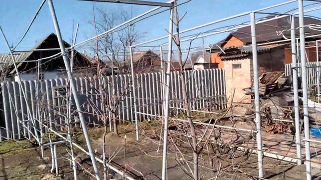 Обрезка персиков 1, 2 и3 года вегетации на веретено. Трансформация виноградной шпалеры в персиковую смотреть онлайн