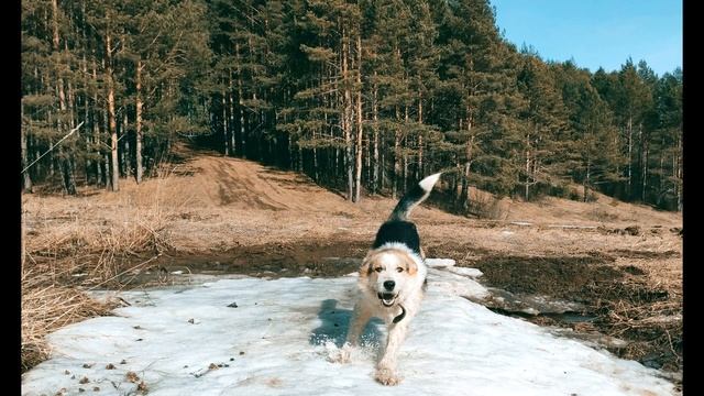 А Фет Ещё весны душистой нега #стихиовесне #поэты19века смотреть онлайн