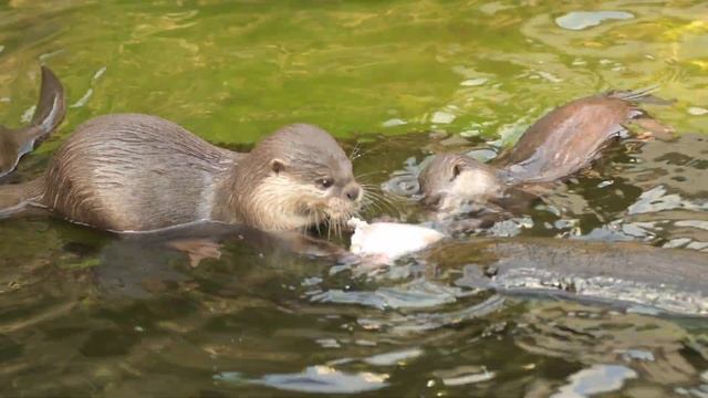 Small-Clawed Otter 2 . Безкоготная Выдра смотреть онлайн