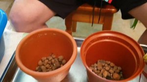 Мощные корни. Укоренение Драцены Маргинаты в воде.