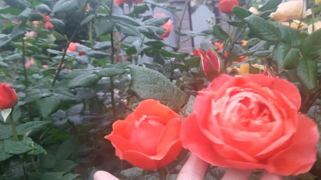 Саммер Сонг ( Summer Song )